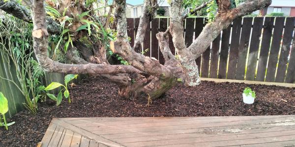 Landscaping services - Preserve your trees